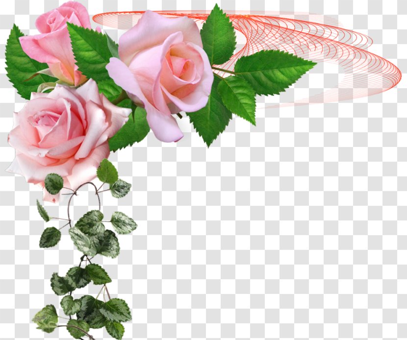 Garden Roses Floral Design Cut Flowers - Painting - Rose Family Transparent PNG