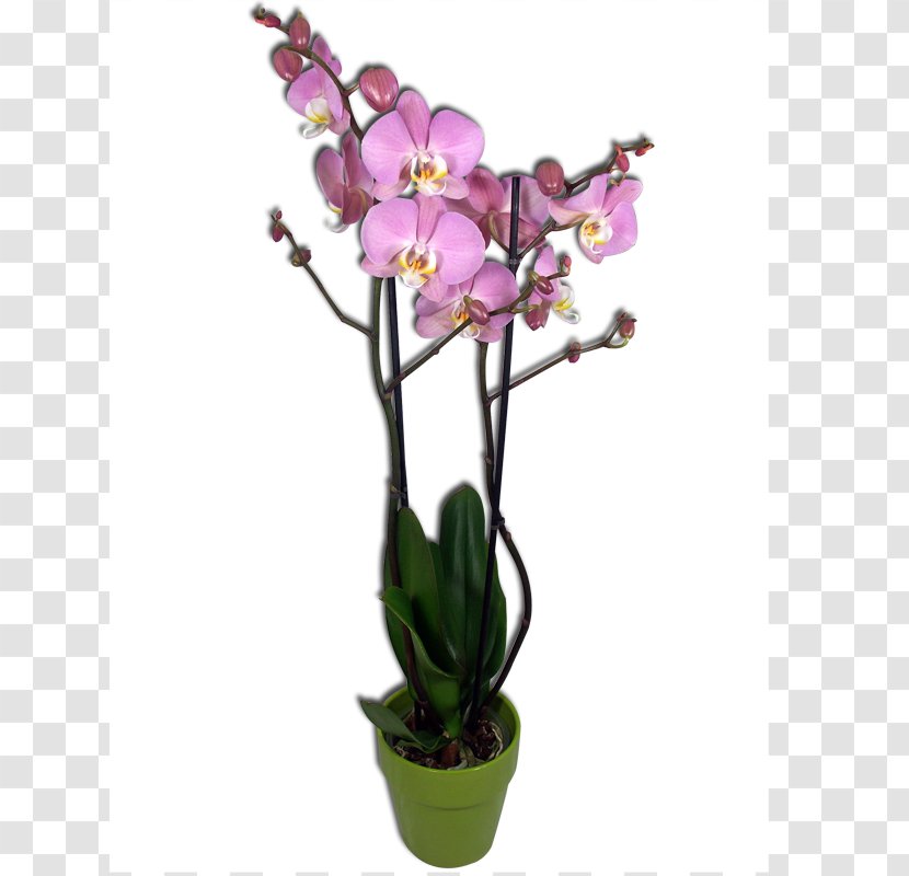 Moth Orchids Le Phalaenopsis: La Préférée Des Orchidées Cut Flowers - Orchid - Bouquet Of Transparent PNG
