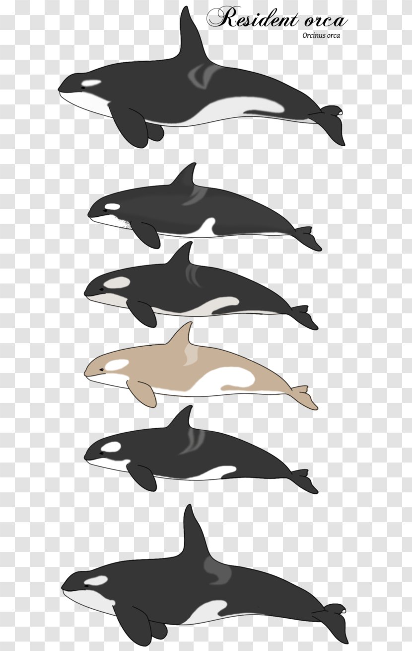 Dolphin Killer Whale DeviantArt Digital Art - Black And White - Funny Transparent PNG