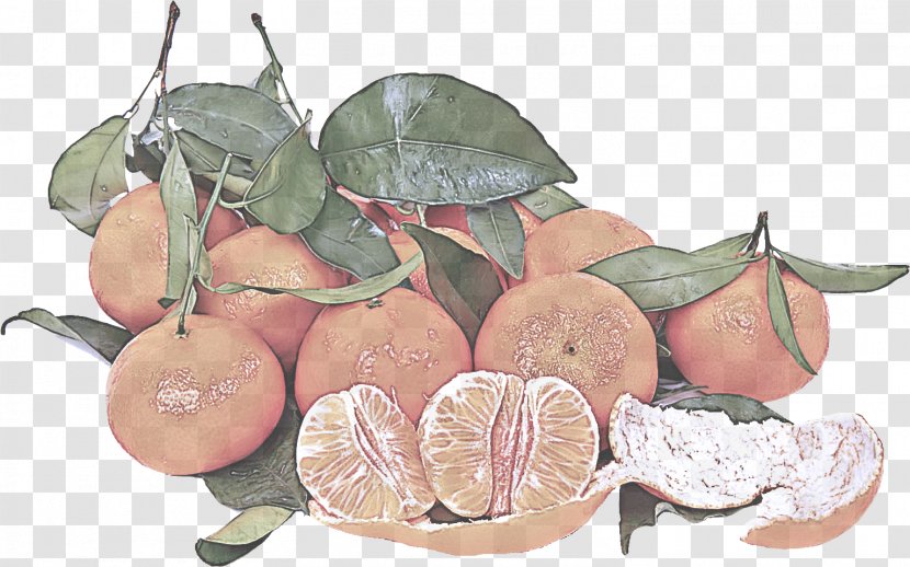 Leaf Fruit Plant Anthurium Tree - Grapefruit Vegetarian Food Transparent PNG