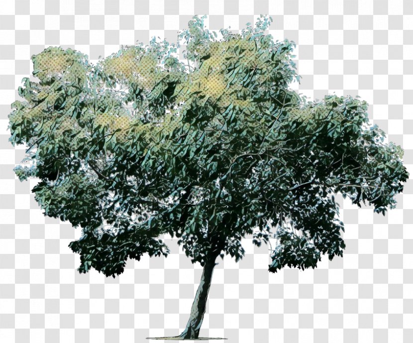 Oak Tree Leaf - California Live - Arbor Day Transparent PNG