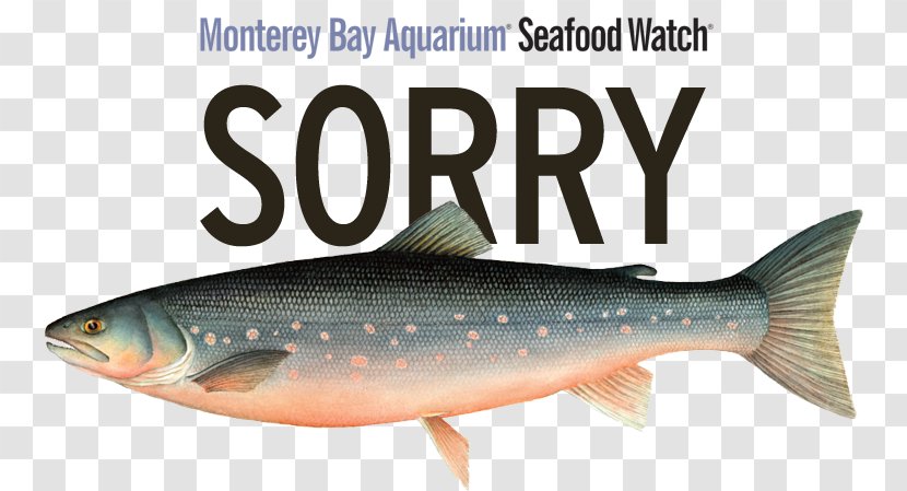 Sardine Salmon Fish Products Oily Trout - Milkfish - Monterey Aquarium Transparent PNG