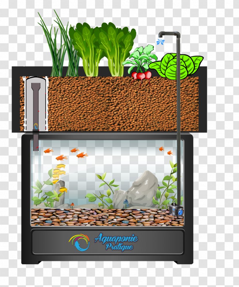 Aquaponics Aquariums Glass Lighting - Freshwater Aquarium Transparent PNG