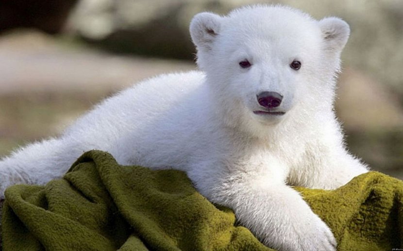 Cat Desktop Wallpaper Animal Infant - Hvga - Polar Bear Transparent PNG