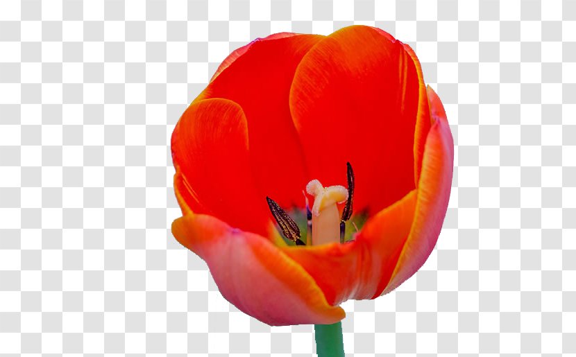 Tulipa Gesneriana Flower Wallpaper - Orange - A Beautiful Tulip Image Transparent PNG