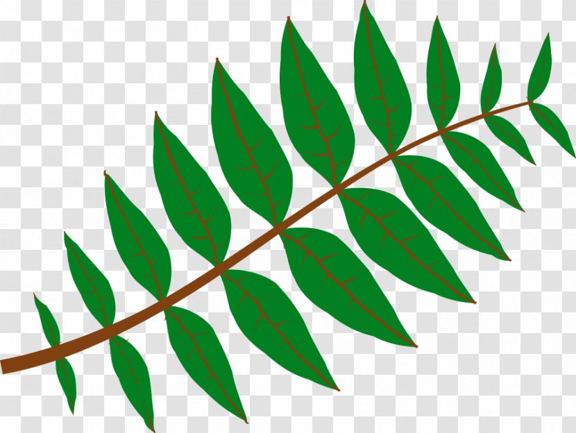 Maple Leaf Free Content Clip Art - Flora - Green Clipart Transparent PNG