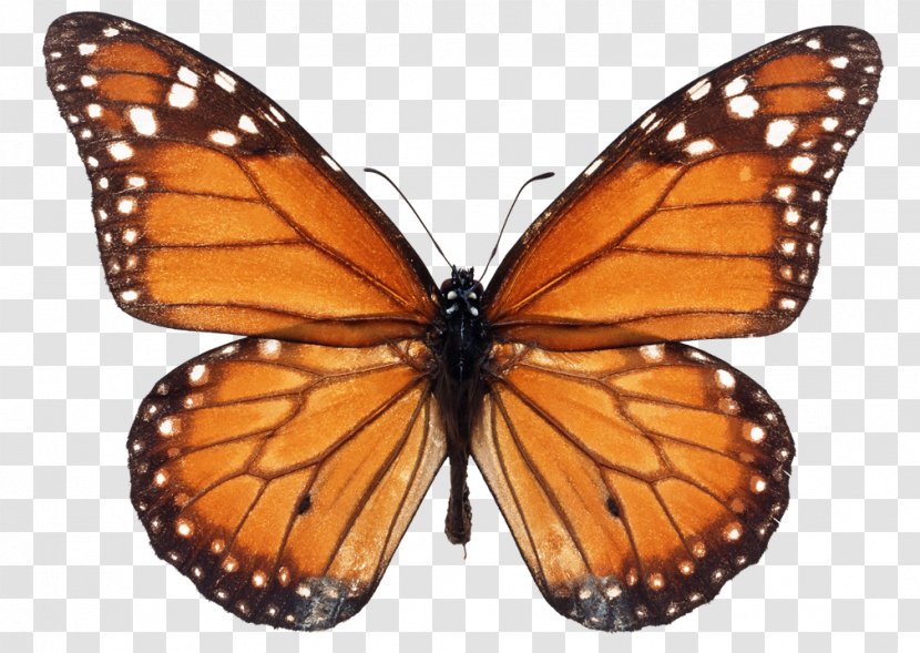 Monarch Butterfly Milkweed Butterflies Viceroy Stock Photography Transparent PNG