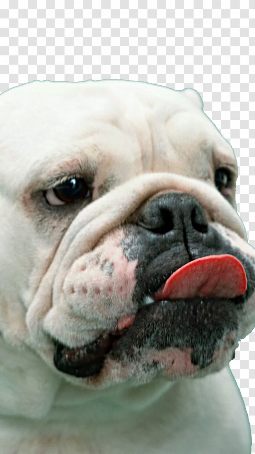 French Bulldog Boxer White English American - British Bulldogs - Melancholy Big Nose Transparent PNG