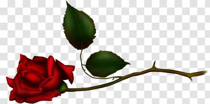 Garden Roses Clip Art - Cut Flowers - Rose Transparent PNG