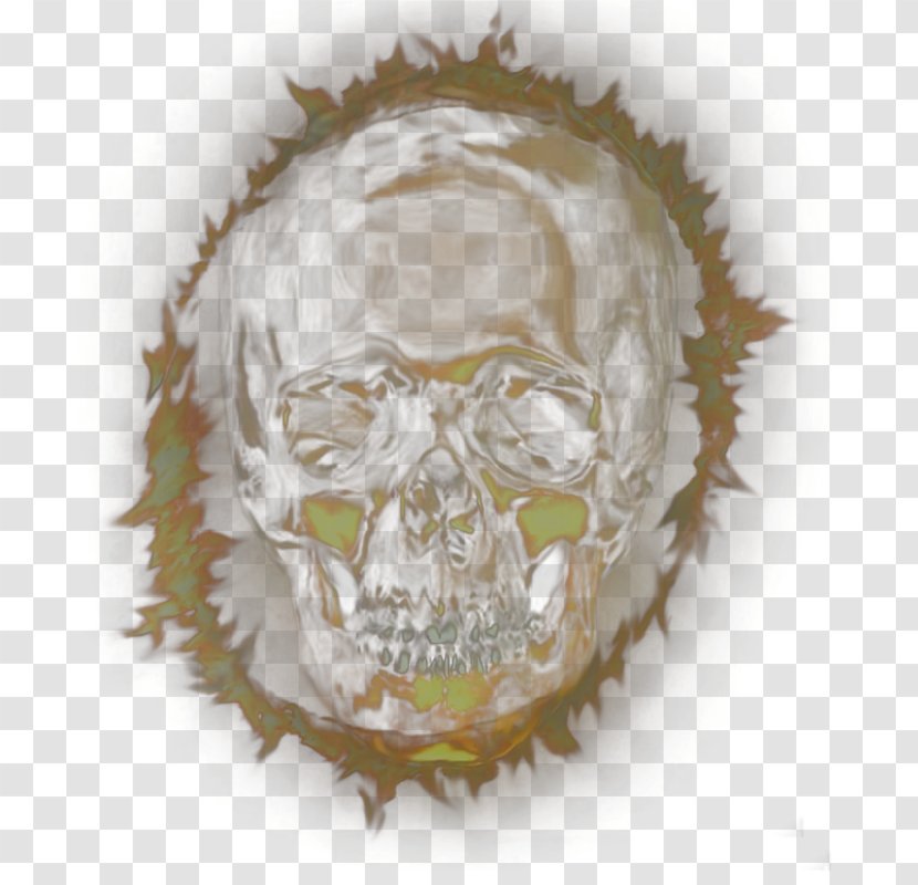 Skull Bone Homo Sapiens Euclidean Vector - Horror Material Transparent PNG