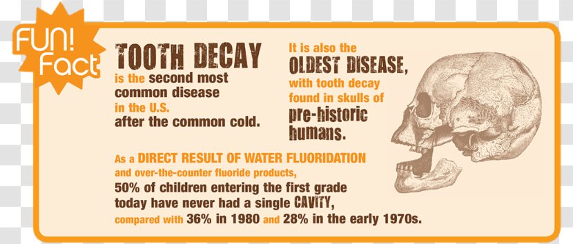 Raffaella Armstrong, DMD Alt Attribute Paper Accessibility Namesake - Tooth Germ Transparent PNG