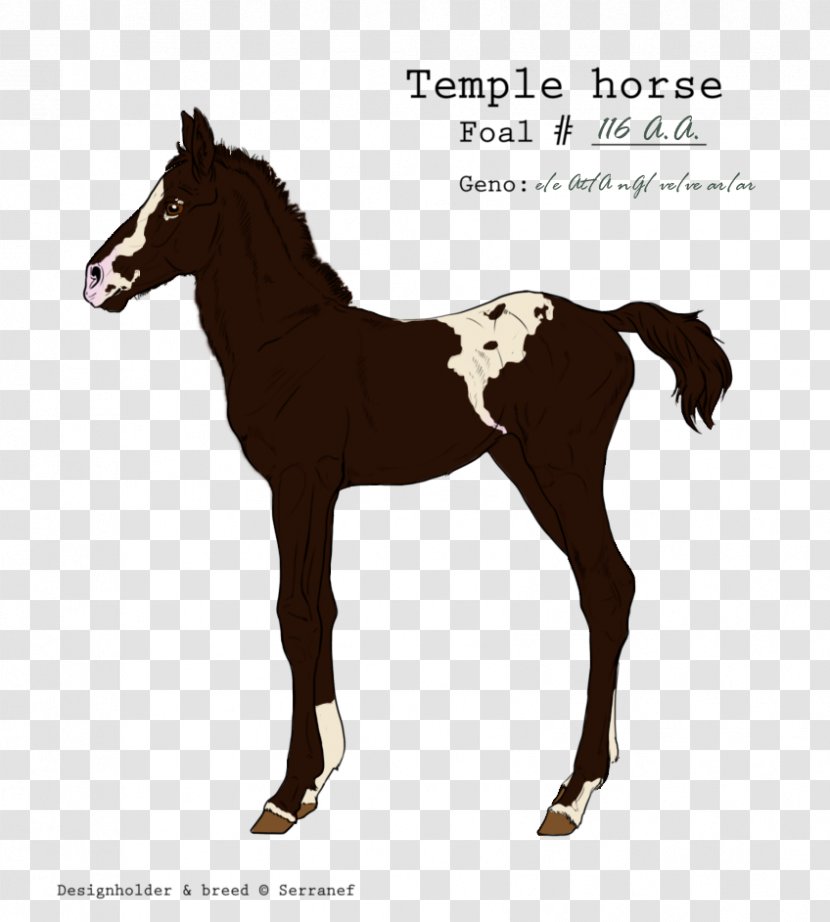 Mustang Foal Mare Colt Stallion - Horse Tack - Bodybuild Transparent PNG