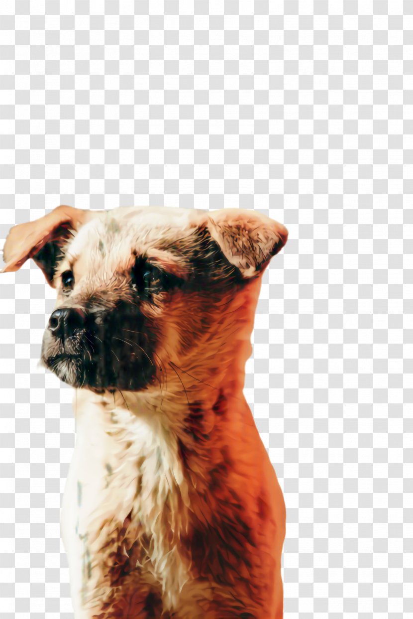 Cute Border - Terrier - Fawn Transparent PNG