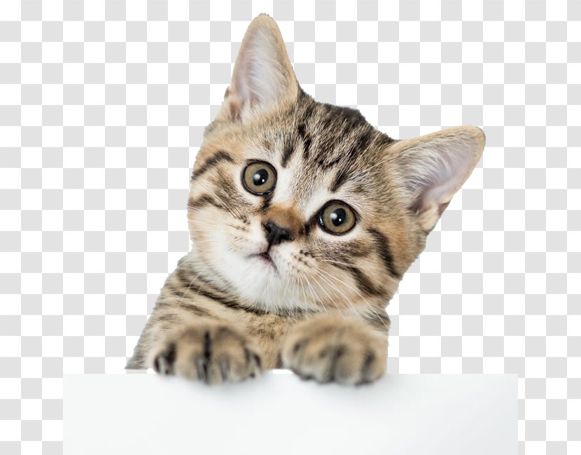 American Shorthair British Kitten Dog Puppy - Dragon Li - Cute Pictures Transparent PNG