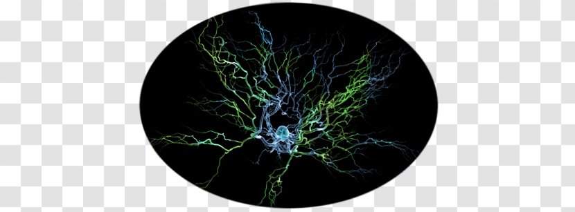 Neuron Scanning Electron Microscope Brain Nervous System Dendrite Transparent PNG