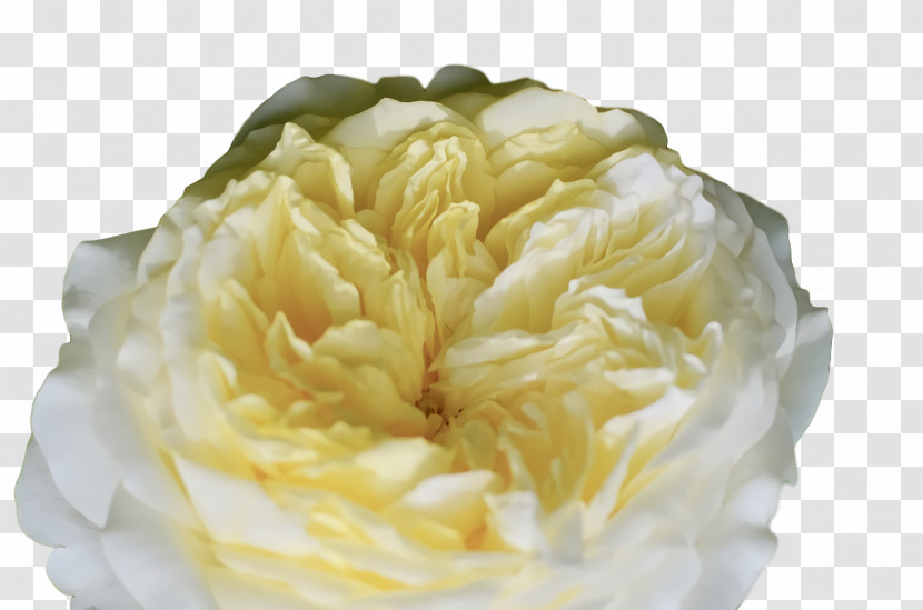 Rose Transparent PNG