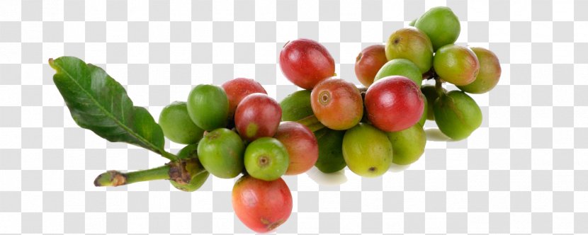 Berry Kona Coffee Cafe Arabica - Coffea Transparent PNG