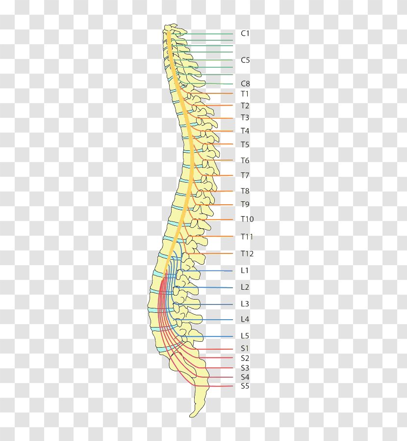 Paraplegia Spinal Cord Injury Tetraplegia Vertebral Column Dermatome - Watercolor - Spina Bifida Transparent PNG