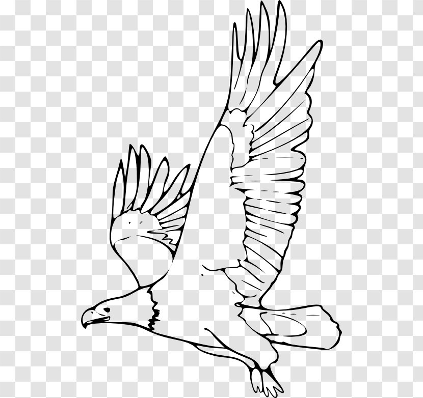 Bald Eagle Black-and-white Hawk-eagle Drawing Clip Art - Neck - Color Transparent PNG