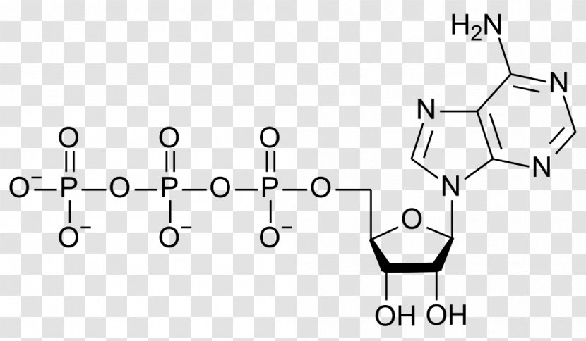 Guanosine Triphosphate Adenosine Nucleotide Adenine Diphosphate - Watercolor - Tree Transparent PNG