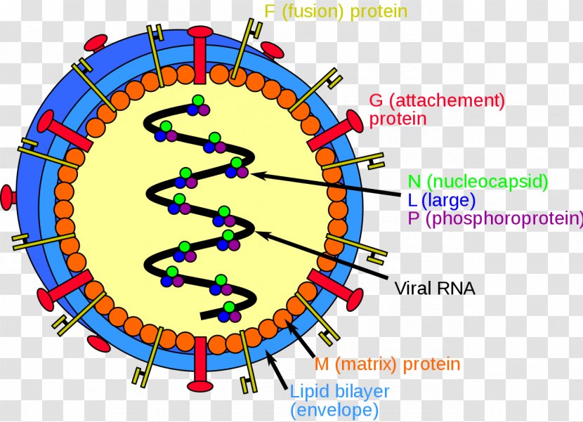 Nipah Virus Infection Hendra Host - Henipavirus - Flu Vaccine Transparent PNG