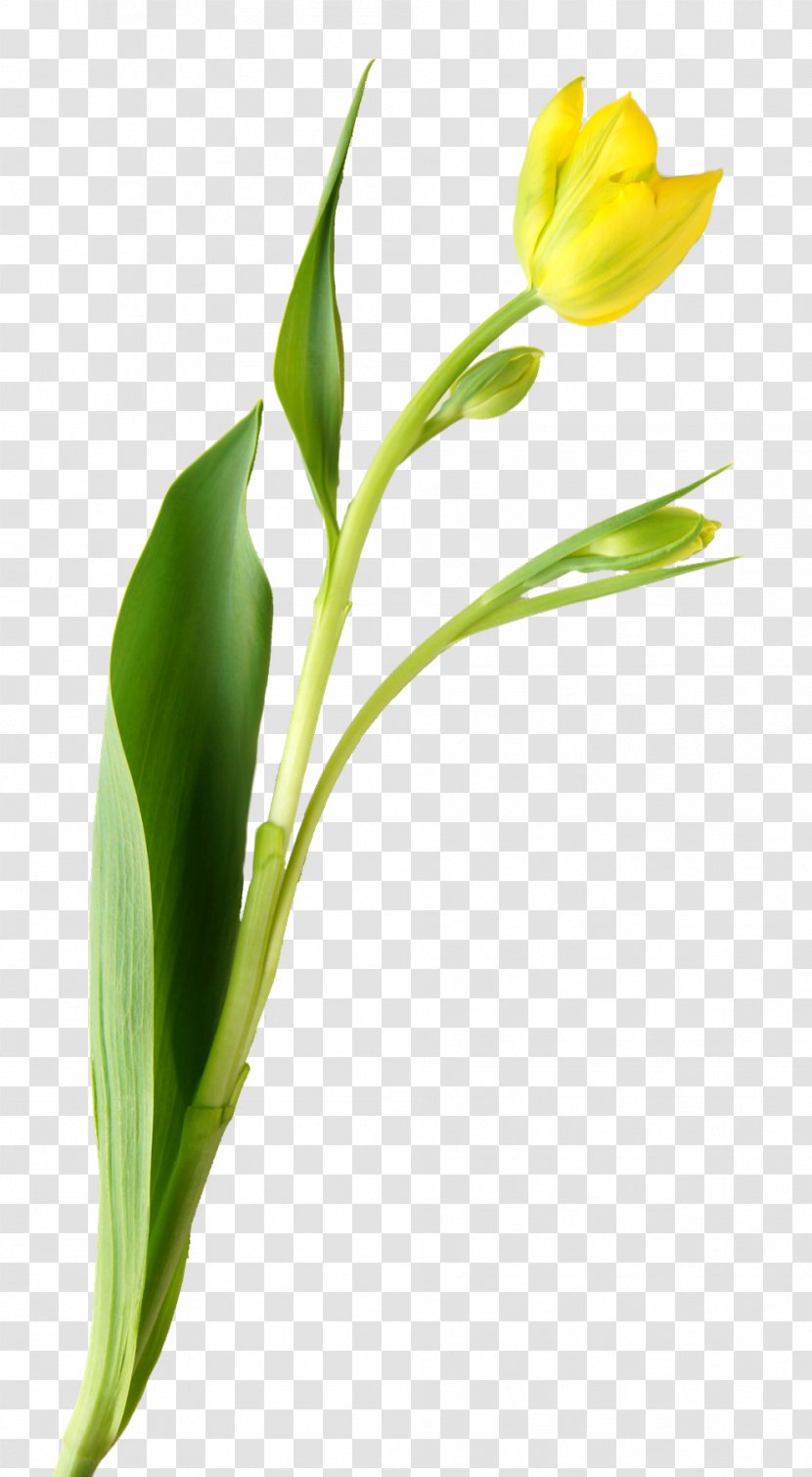 Tulip Cut Flowers Plant Stem Bud Transparent PNG