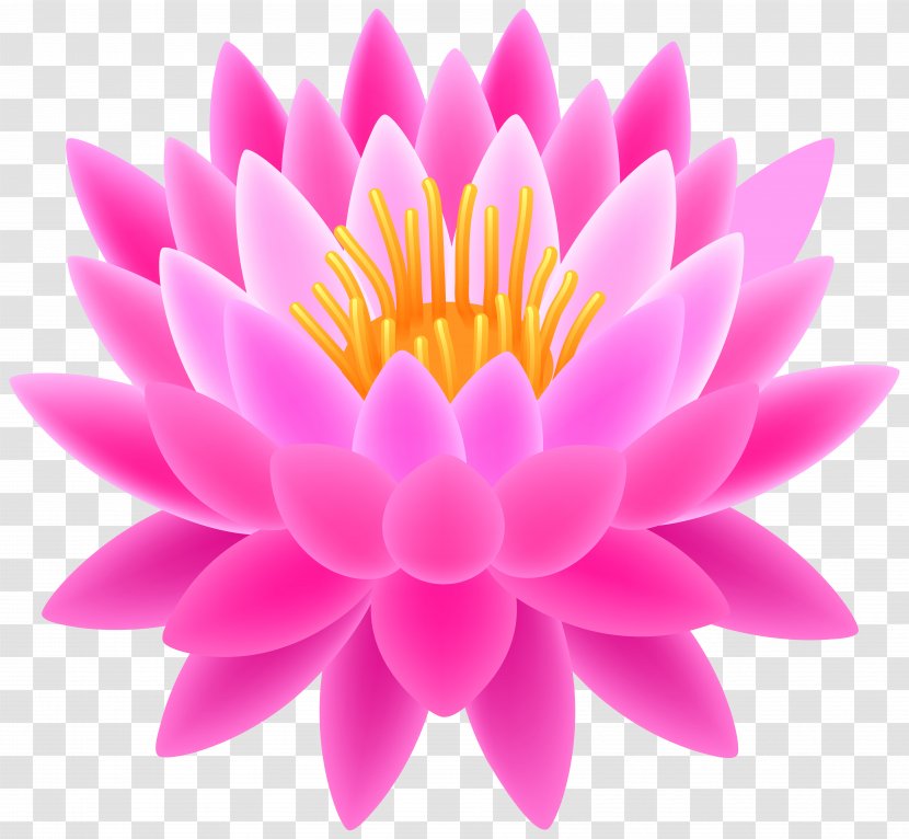 Sacred Lotus Clip Art - Free - Pink Transparent Image Transparent PNG