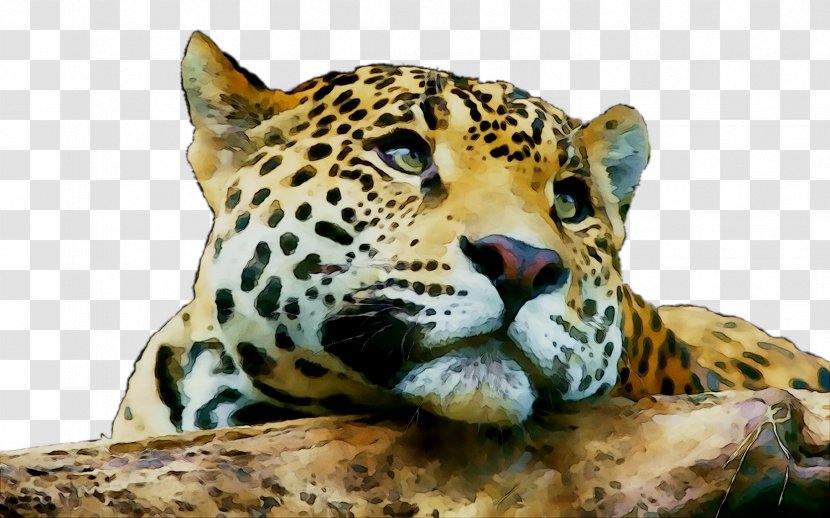 Jaguar Leopard Tiger Cat Lion - Panthera - Adaptation Transparent PNG