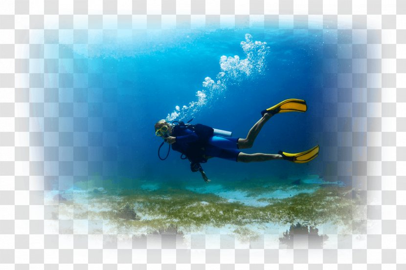 Underwater Diving Scuba Open Water Diver Certification Snorkeling Transparent PNG