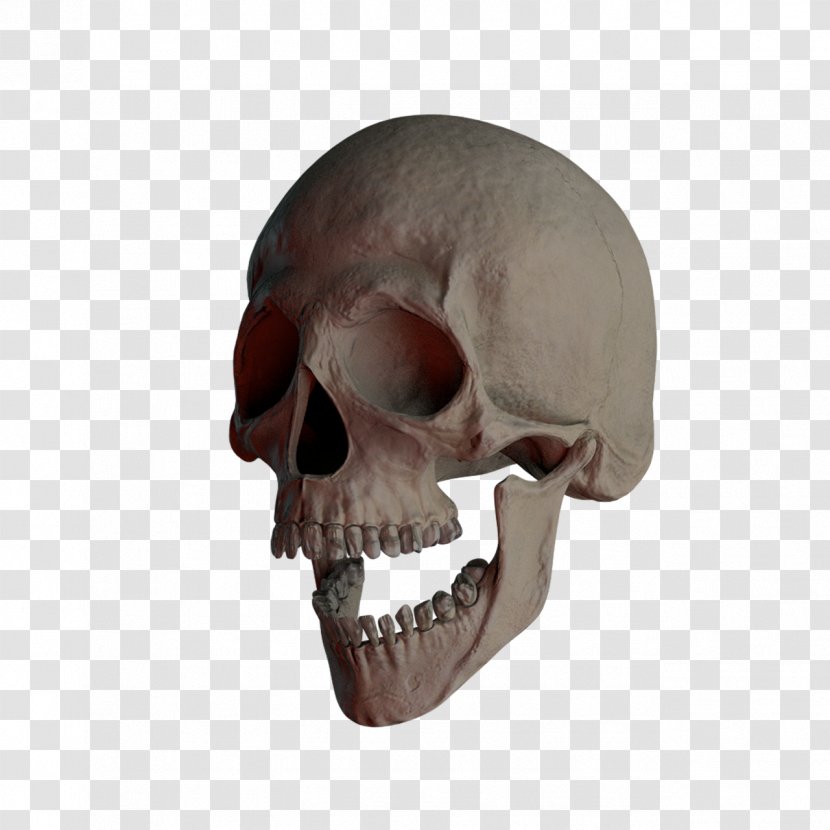 Skull And Crossbones Skeleton - Human Head - Bones Transparent PNG