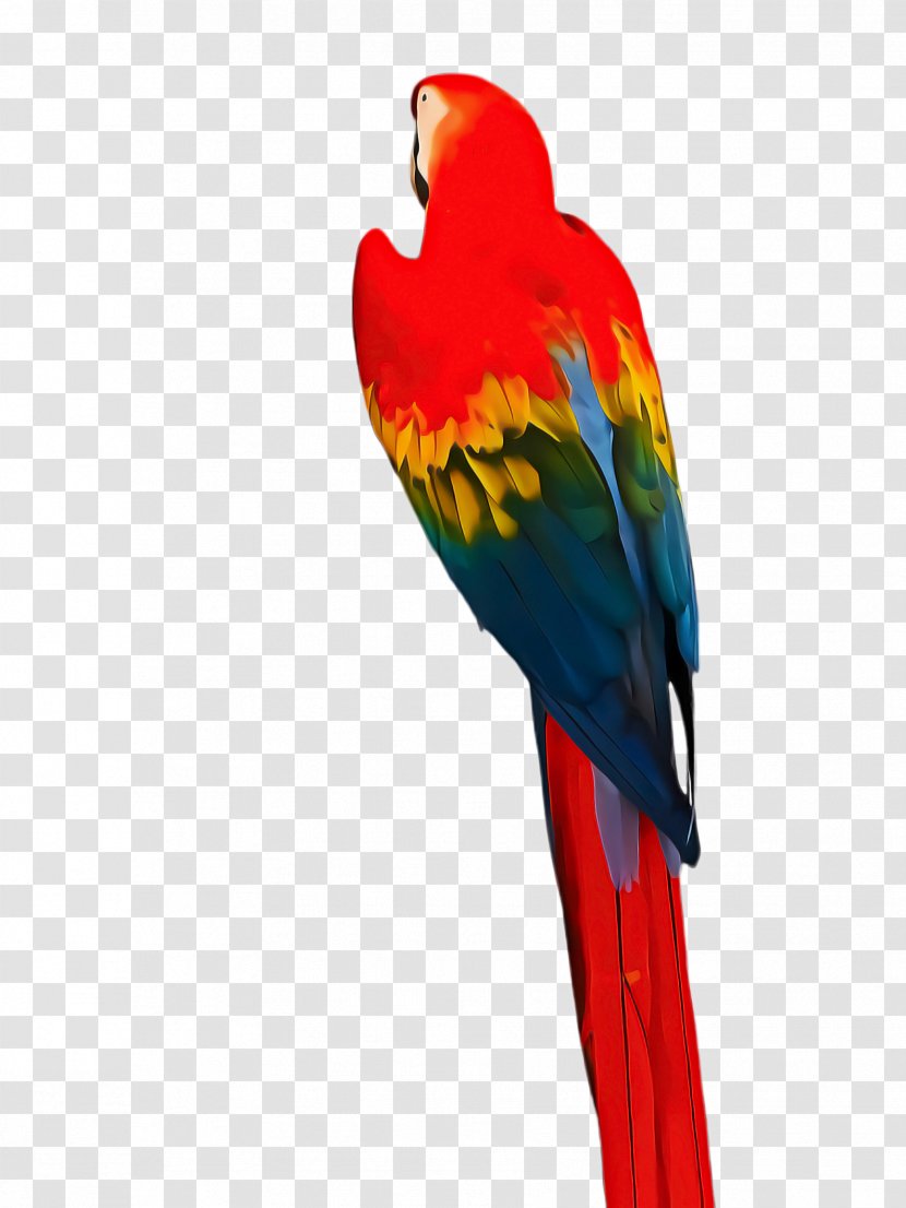 Bird Parrot - Lorikeet - Lovebird Wing Transparent PNG