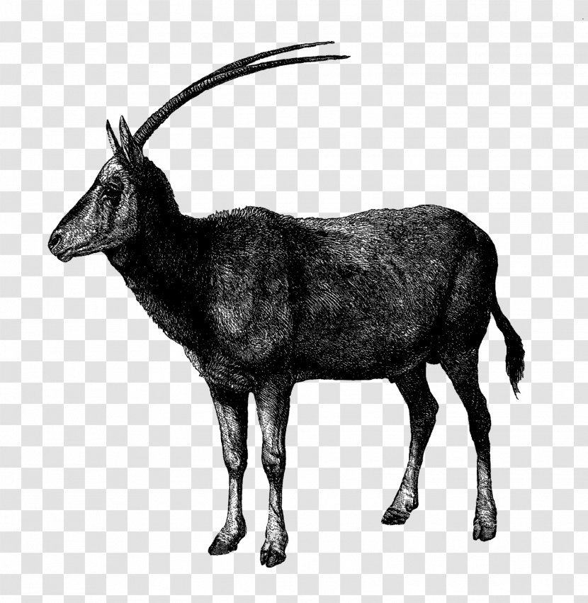 Antelope Gemsbok Drawing Arabian Oryx - Chamois - Japanese Style Illustration Transparent PNG