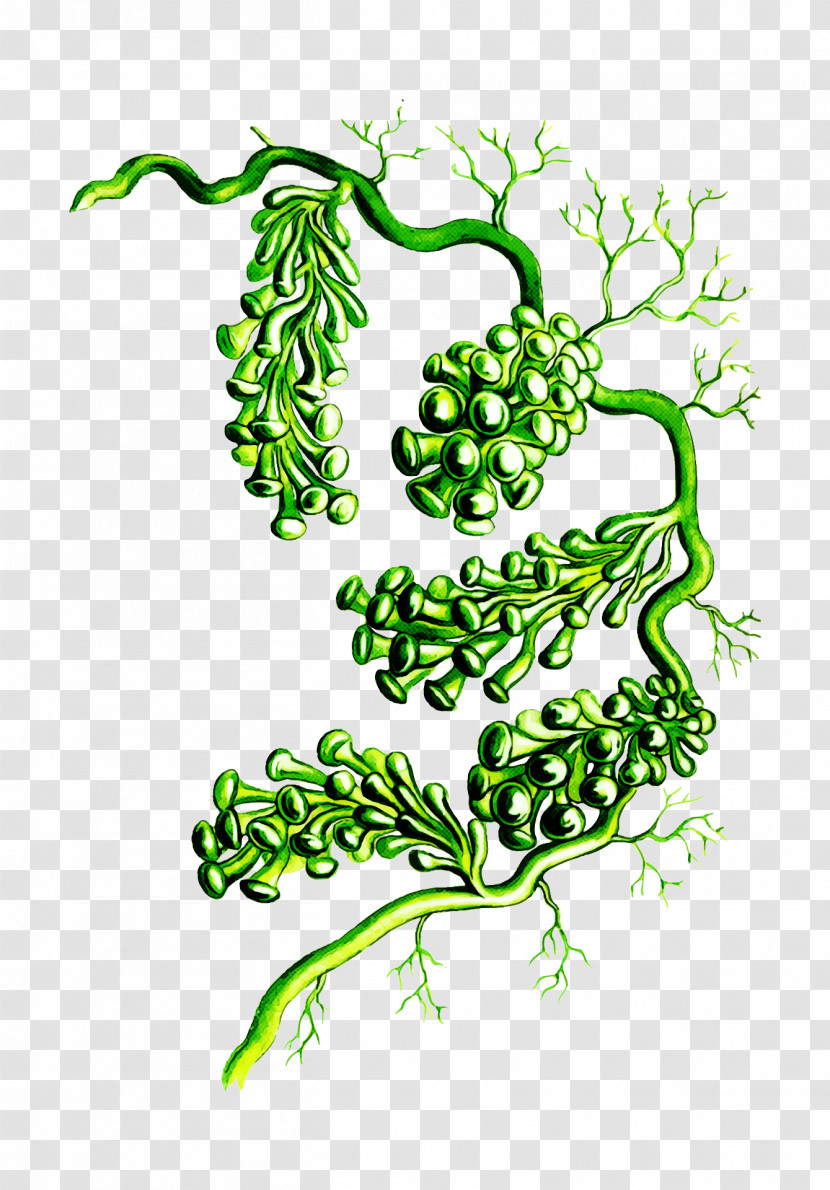 Plant Leaf Vascular Plant Vegetable Line Art Transparent PNG