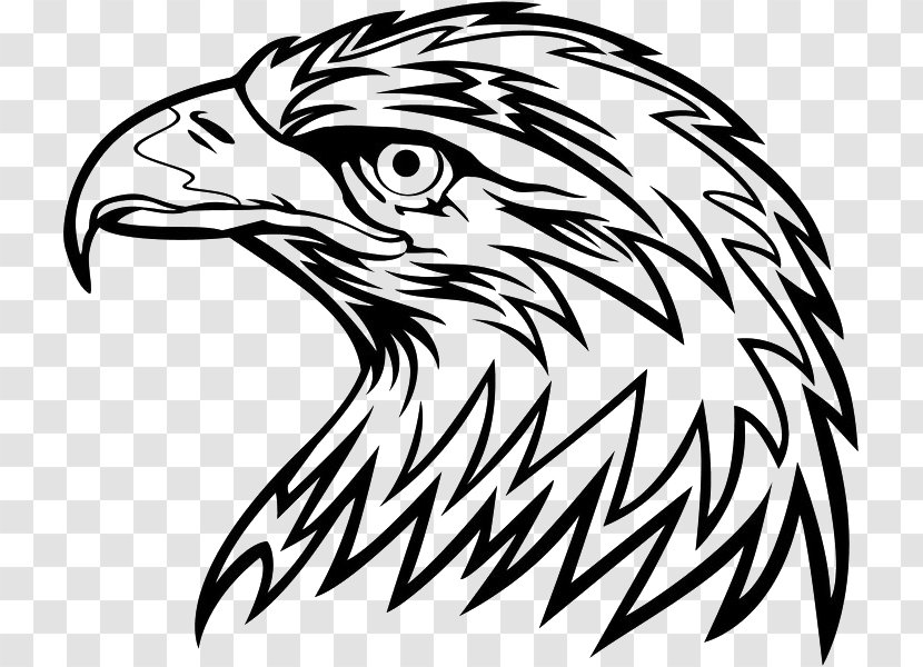 Bald Eagle Bird Clip Art - Drawing Transparent PNG