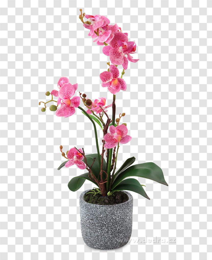 Moth Orchids Flowerpot Cut Flowers - Pink - Flower Transparent PNG