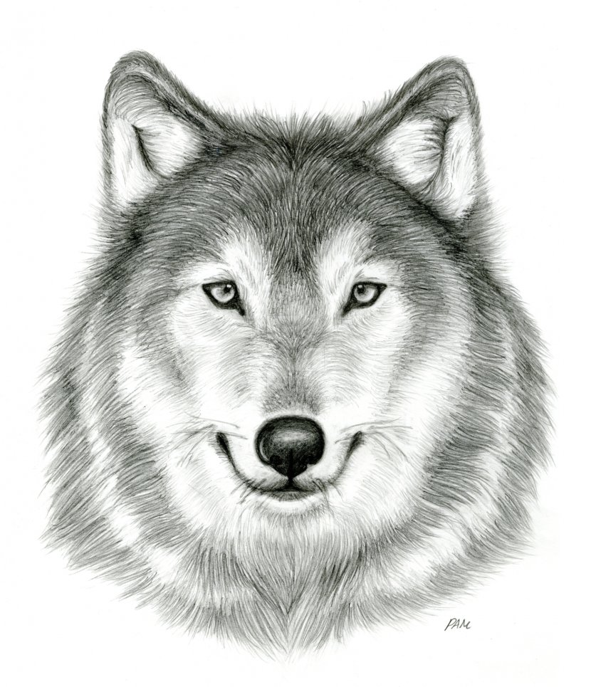 Gray Wolf Drawing DeviantArt Pencil Sketch - Carnivoran Transparent PNG