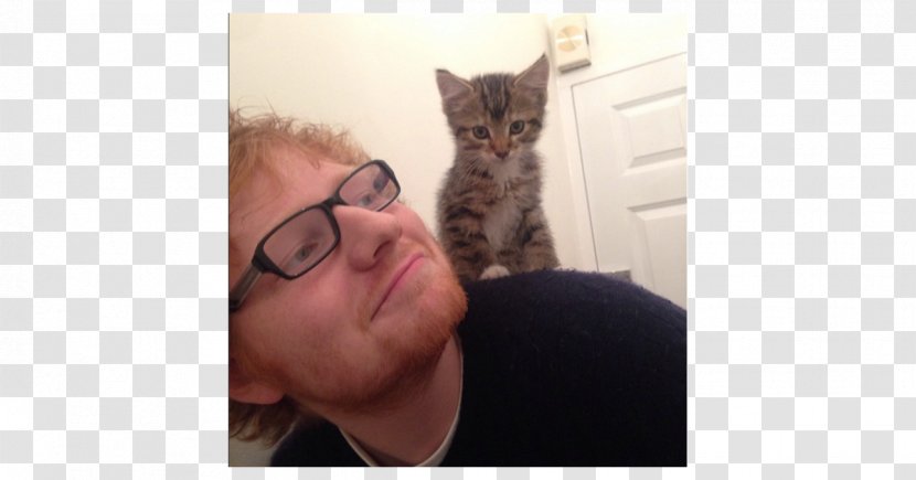 Ed Sheeran Kitten International Cat Day Celebrity - Tree Transparent PNG
