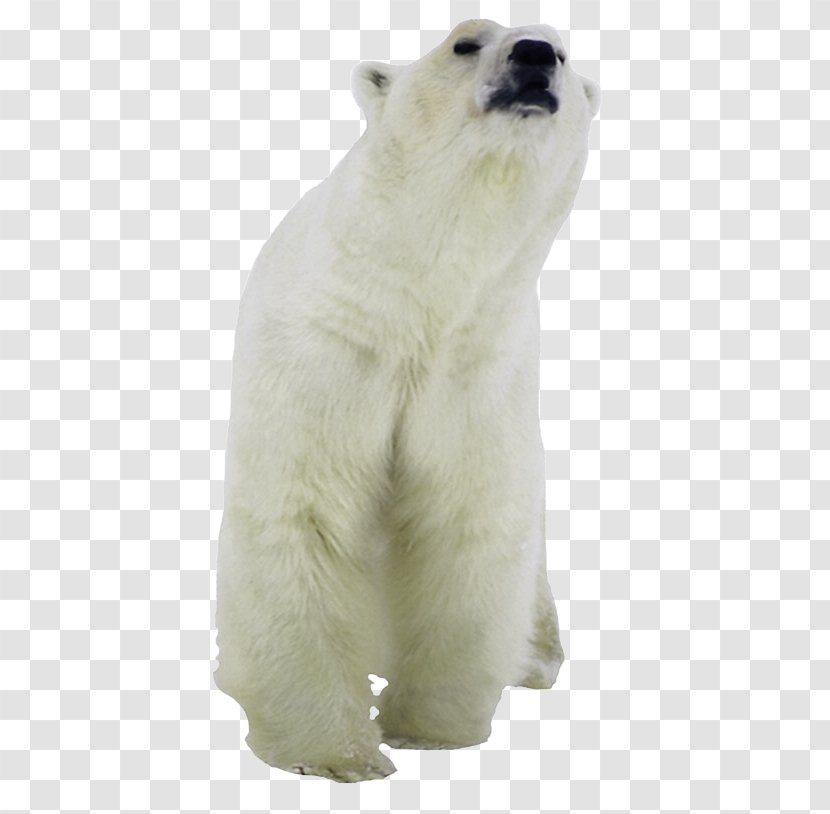 Polar Bear American Black Clip Art Kodiak Pizzly Transparent PNG