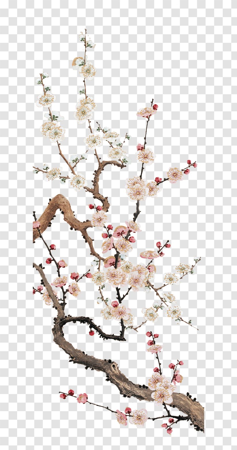 Cherry Blossom Plum Flower - Tree Transparent PNG