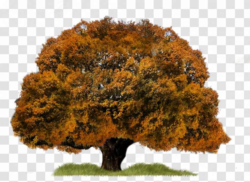 Tree - Trees Transparent PNG