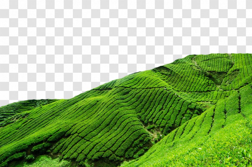 Berjaya Hills Resort Frasers Hill Heritage Hotel Tanah Rata Budget - Plantation - Green Tea Field Transparent PNG