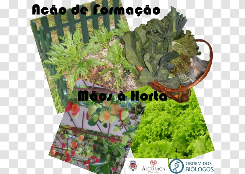 Ordem Dos Biólogos Biology Information Ecology Document - Flower - HortÃªnsia Transparent PNG