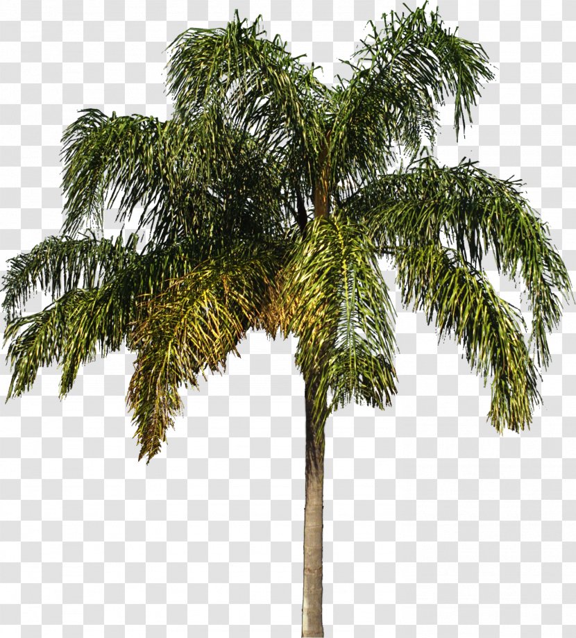 Tree Arecaceae Woody Plant Shrub - Attalea - Palm Transparent PNG