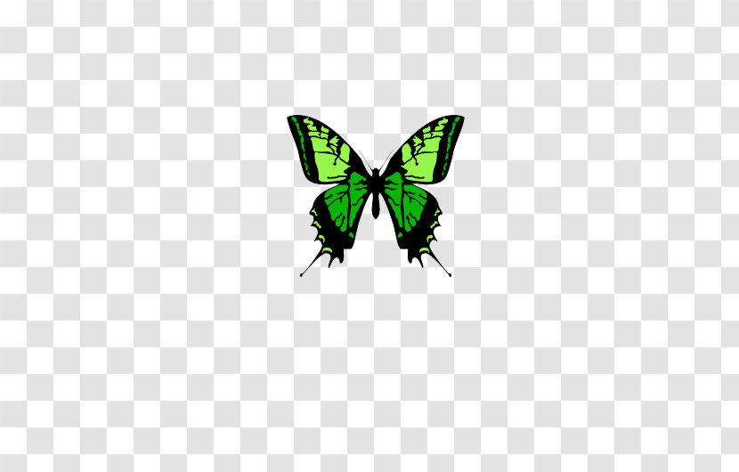 Nymphalidae Butterfly Moth - Brush Footed - Green Grass Color Transparent PNG