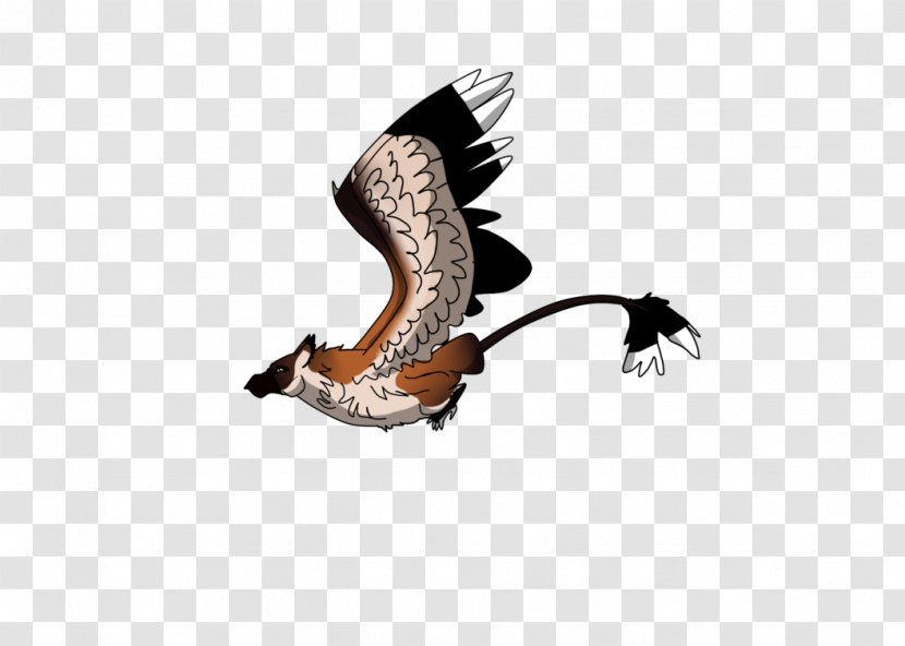 Shoe - Claw - Flying Fox Transparent PNG