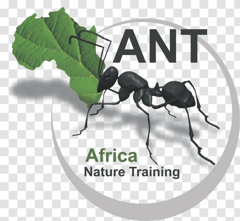 Ant Africa Nature Training Conservation Irene - Host Transparent PNG