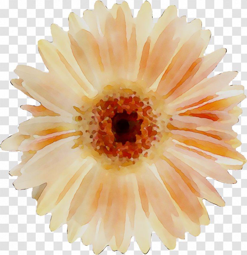 Transvaal Daisy Chrysanthemum Allen Tate Realtors: Hugh Moore Sales The Shannon Lawrence Team - Realtors Transparent PNG