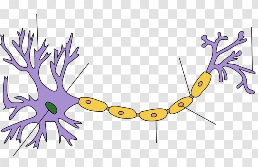 Biological Neuron Model Artificial Neural Network Action Potential - Walter Pitts - Brain Transparent PNG