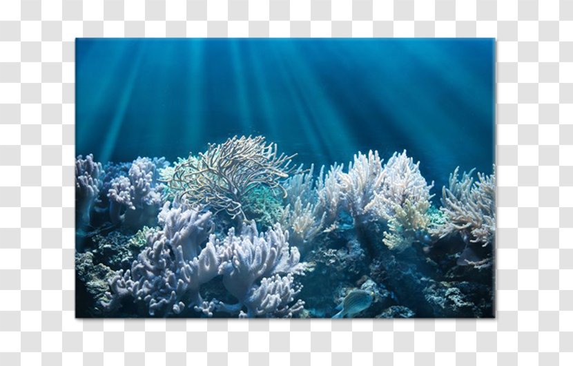 Jellyfish Coral Reef Underwater Red Sea Transparent PNG