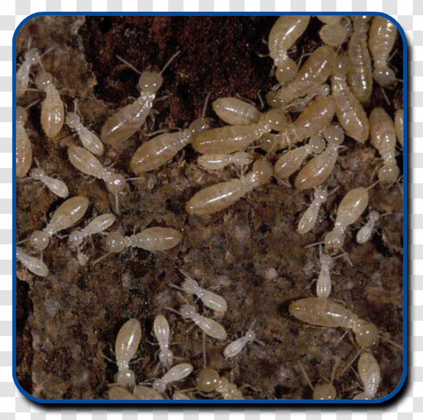 Eastern Subterranean Termite Reticulitermes Lucifugus Pest Control Les Termites - Fumigation Transparent PNG